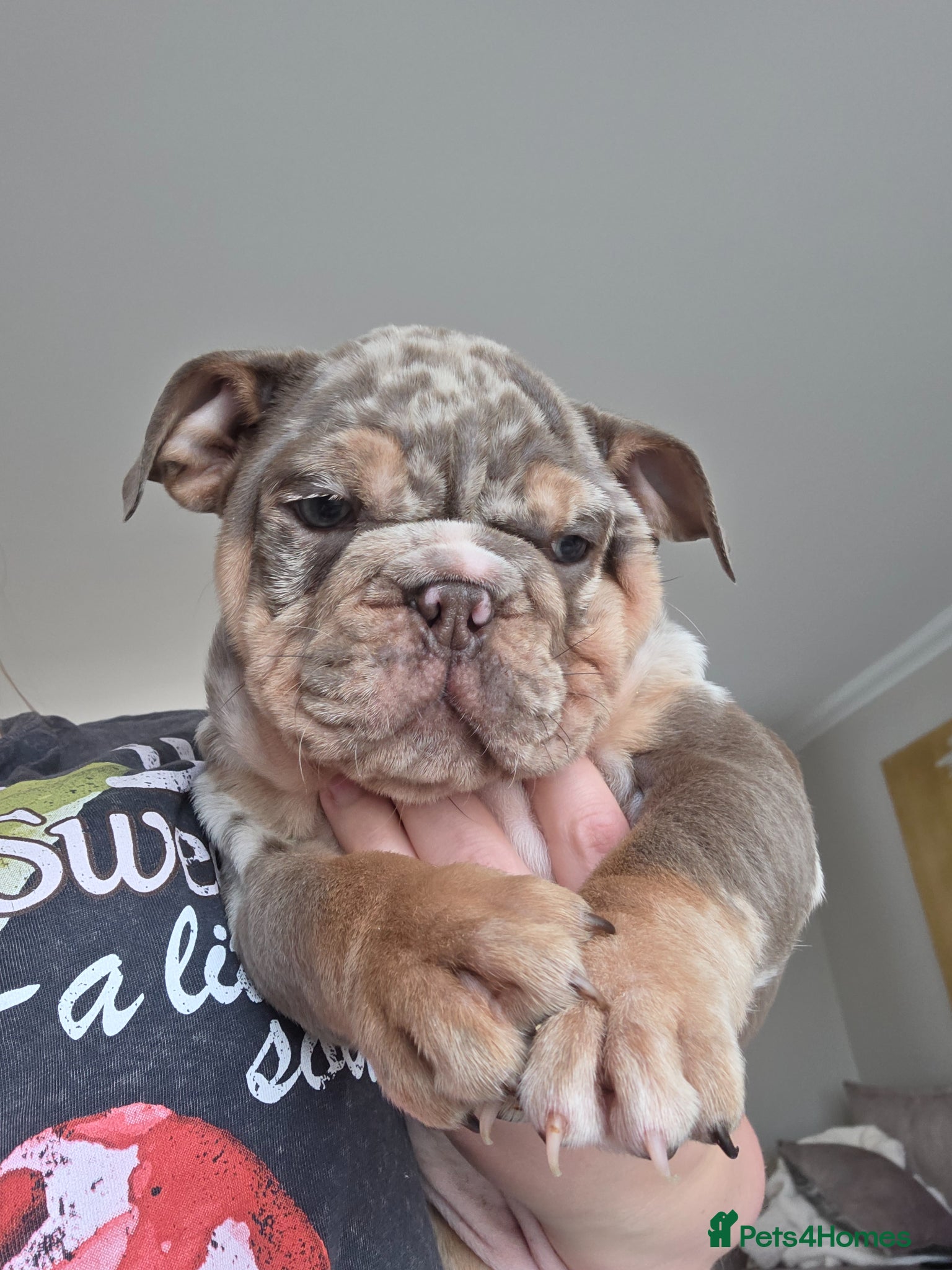 English Bulldog dogs british bulldog pups ready now  - Advert 2