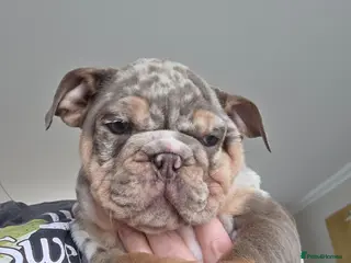 English Bulldog dogs british bulldog pups ready now - Advert 2