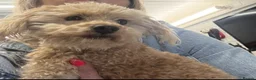Maltipoo dogs for sale: Maltipoo puppies in Worcester - Advert 2