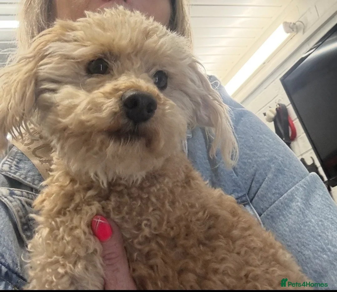 Maltipoo dogs for sale: Maltipoo puppies in Worcester - Advert 2