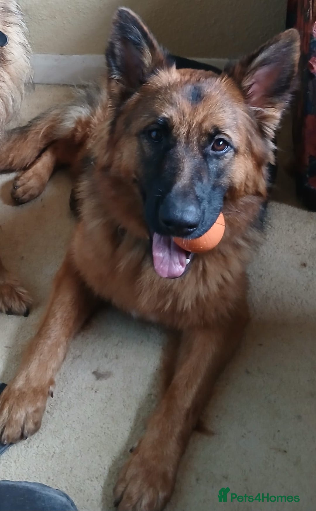 German Shepherd dogs for sale: German shepherd bitch  - Advert 2