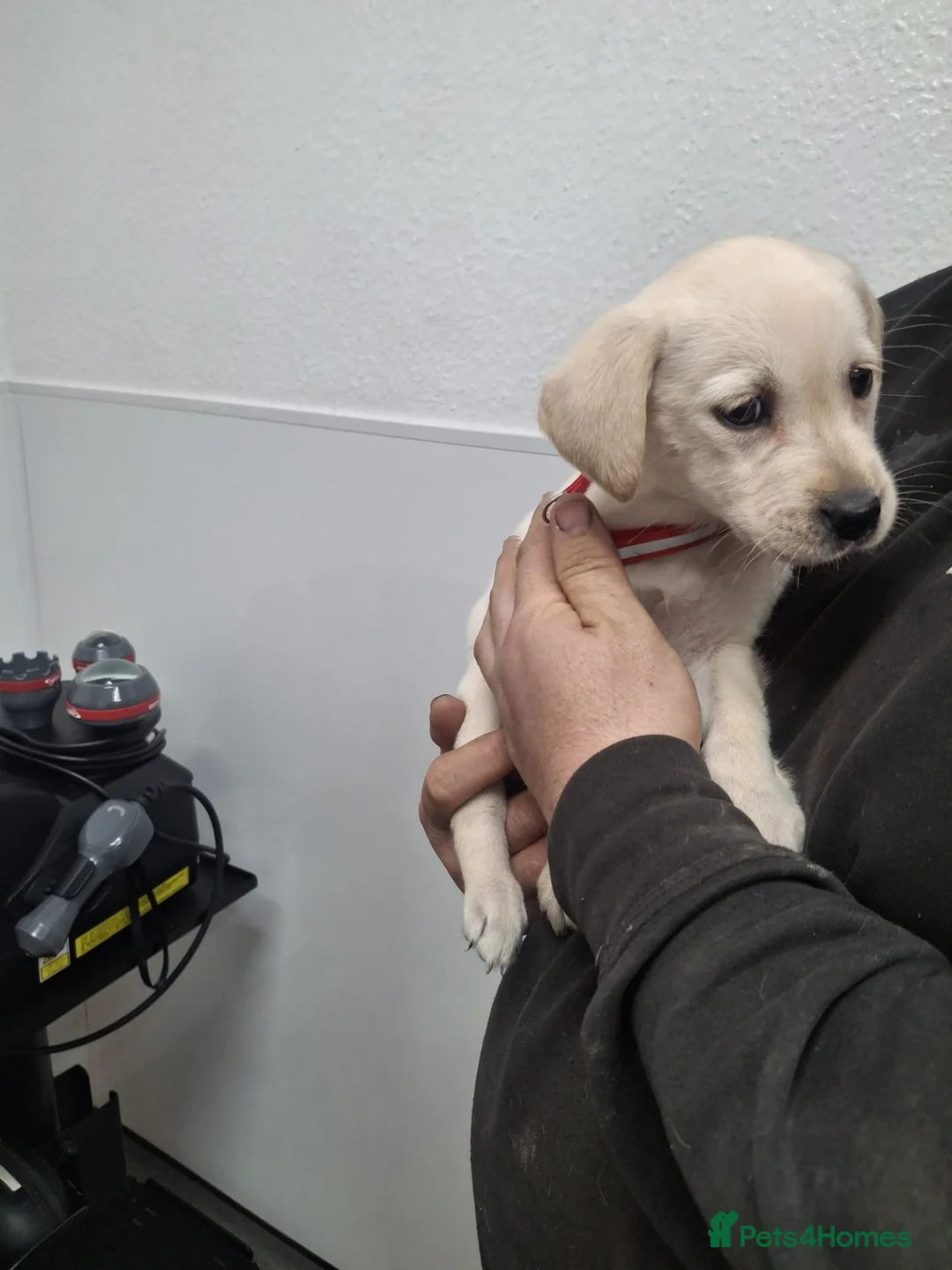 Labrador Retriever dogs for sale: Beautiful lab puppies - Advert 8