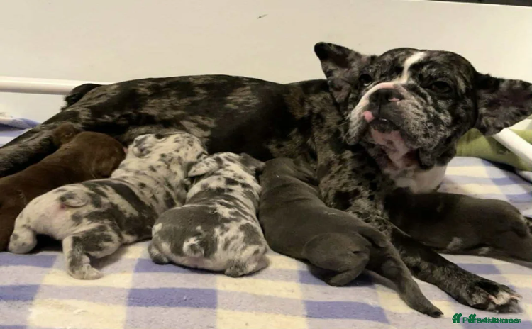 French Bulldog dogs - Advert 1