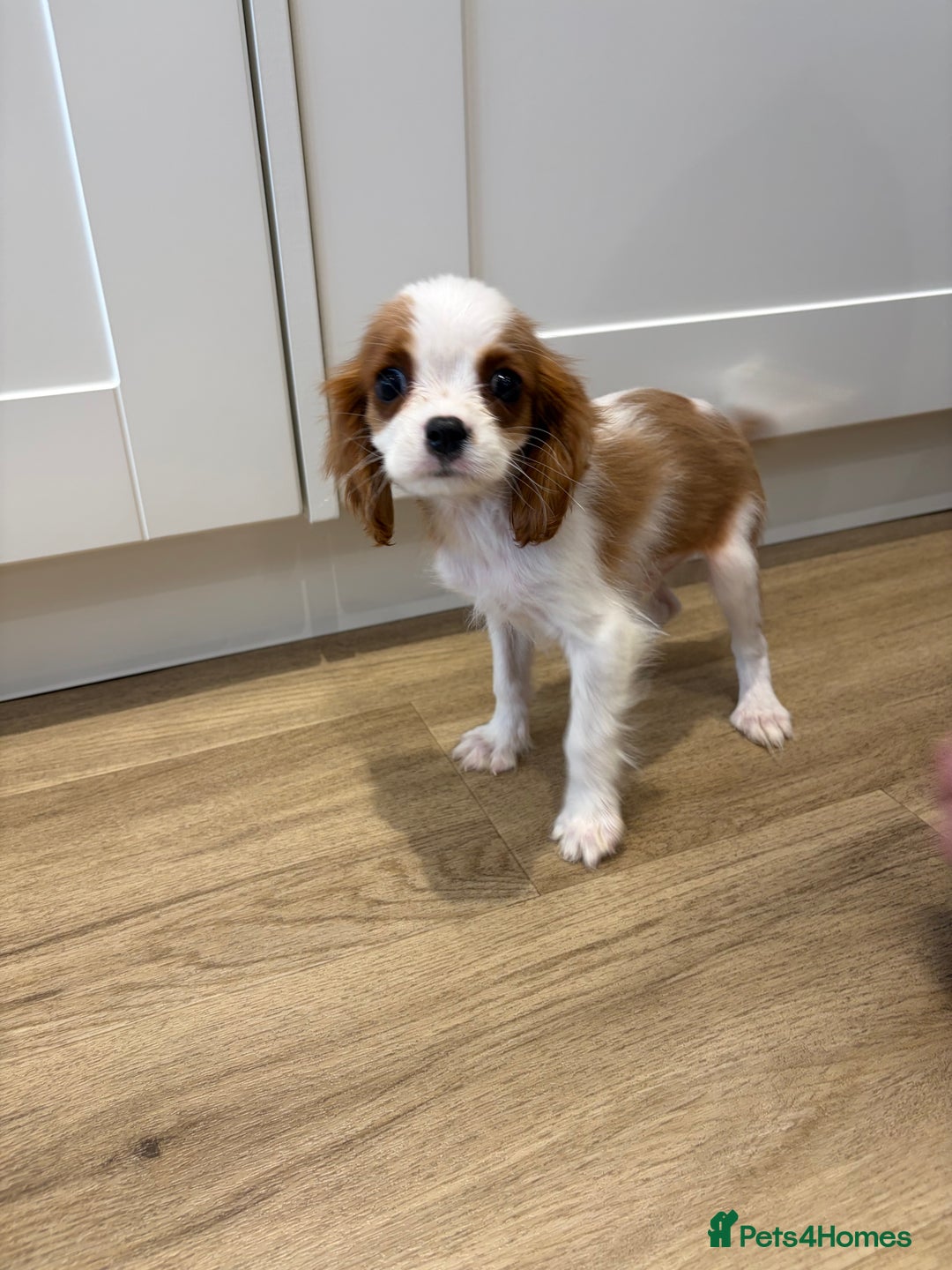 Cavalier King Charles Spaniel dogs for sale: Beautiful King Charles Cavalier puppies for sale  - Image 11