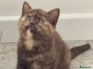 British Shorthair cats GCCF REG CHOCOLATE TORTIE FEMALE - Advert 10
