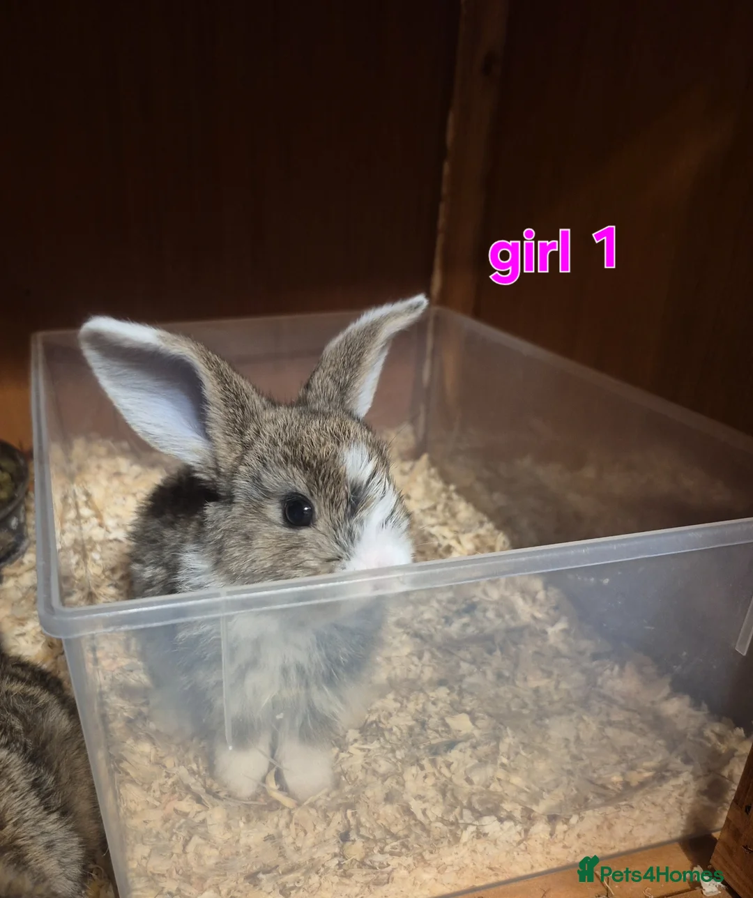 Mini Lop rabbits for sale: Mini lop babys for sale  - Advert 12