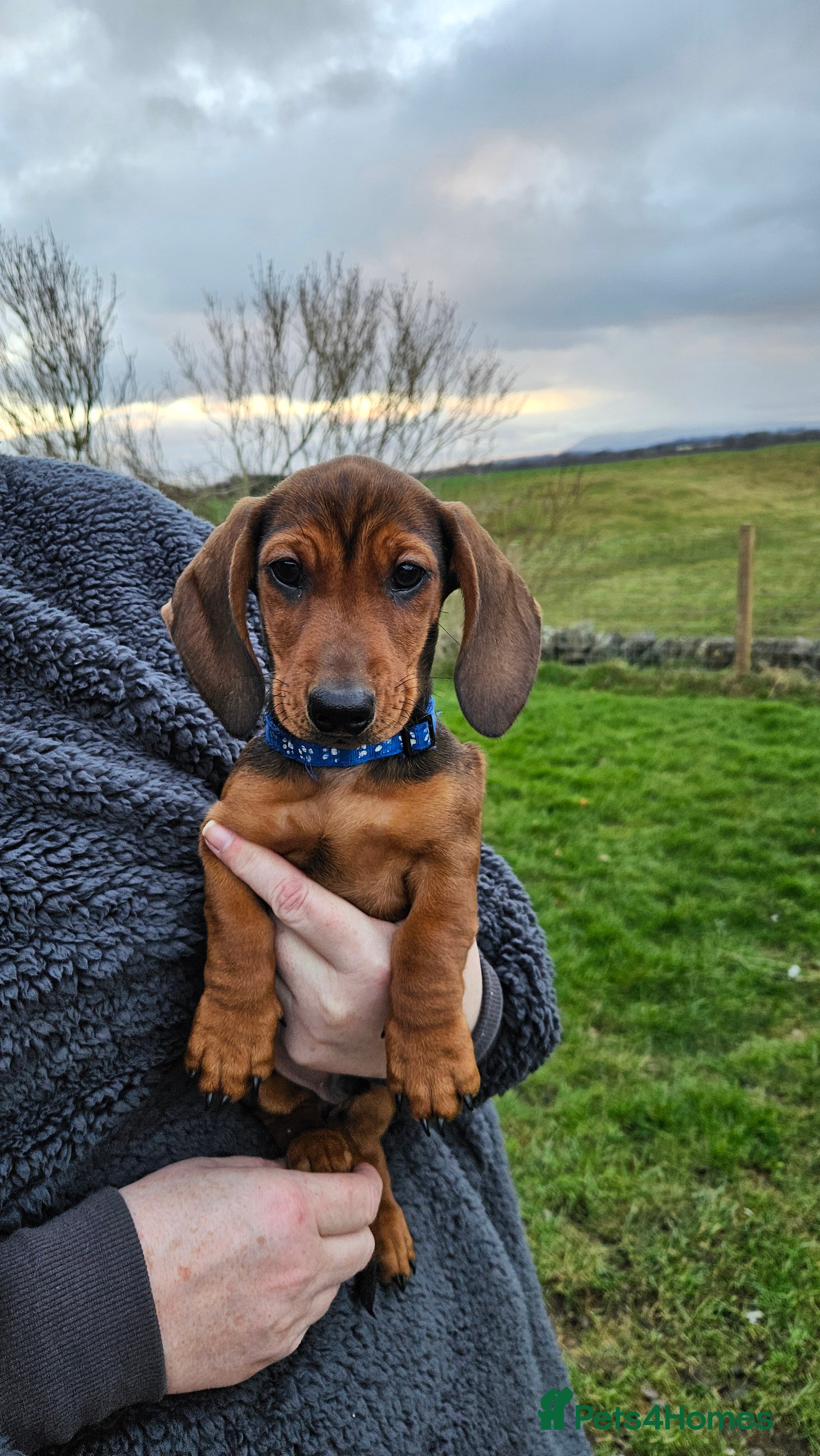 Miniature Dachshund dogs Stunning boy minature Daschunds🩵 - Advert 3
