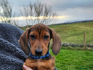 Miniature Dachshund dogs Stunning boy minature Daschunds🩵 - Advert 3