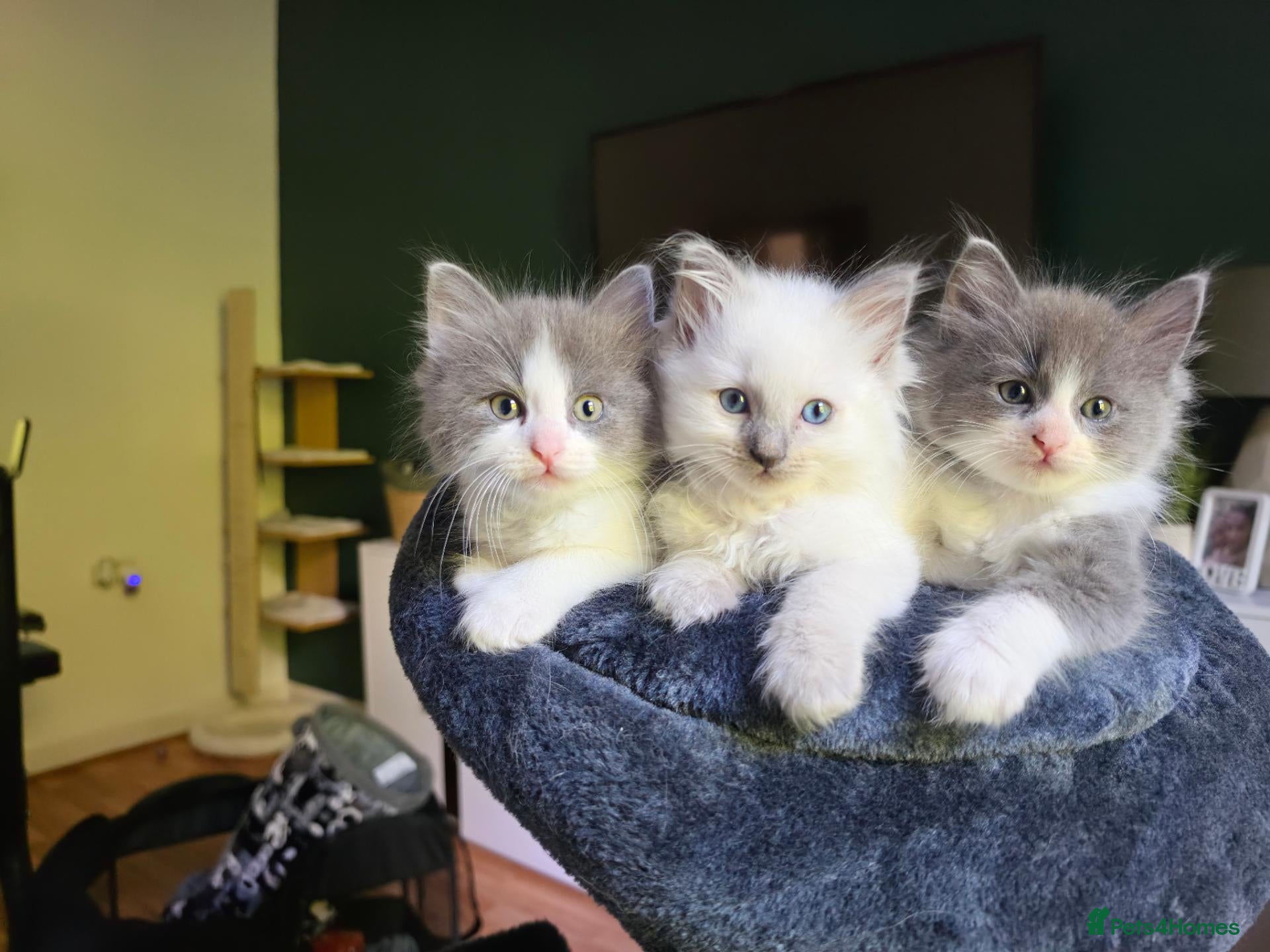 Mixed Breed cats Ragdoll x - Advert 2