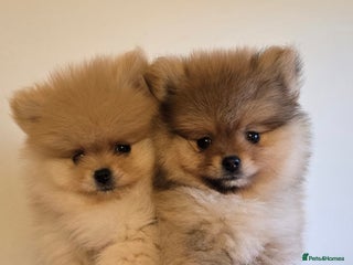 Pomeranian dogs Quality pomeranian pups - Advert 8