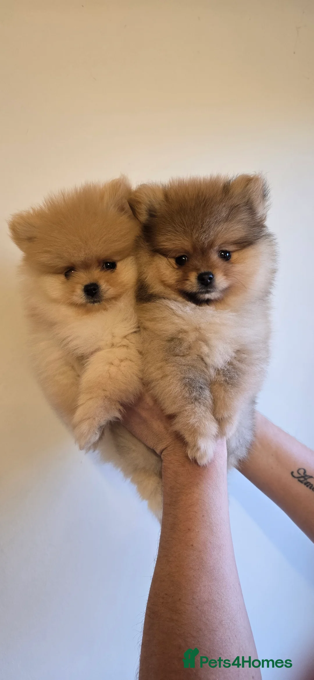 Pomeranian dogs for sale: Quality pomeranian pups - Advert 1