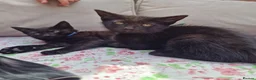 Mixed Breed cats for sale: 5 beautiful black kittens 10weeks 2xfemales 3xmale in Stockport - Advert 5