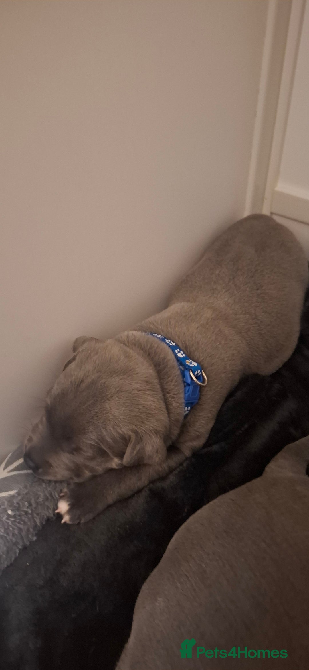 Staffordshire Bull Terrier dogs for sale: Blue Staffordshire bull terrier puppies  - Image 13