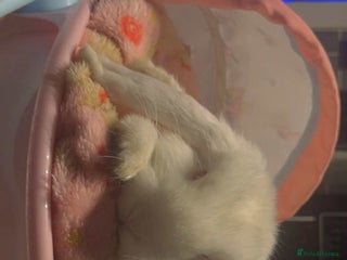 Mini Lop rabbits - Advert 11