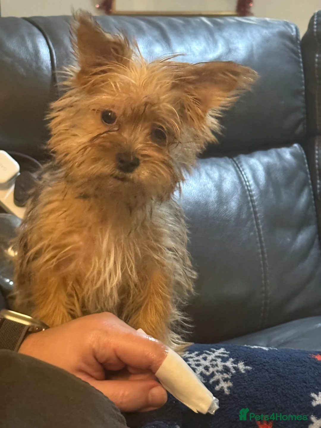 Mixed Breed dogs for sale: Yorkshire Terrier Cross - Advert 2
