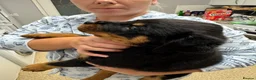 Rottweiler dogs for sale: KC Srb Rottweilers 19 champion winning bloodlines - Advert 21
