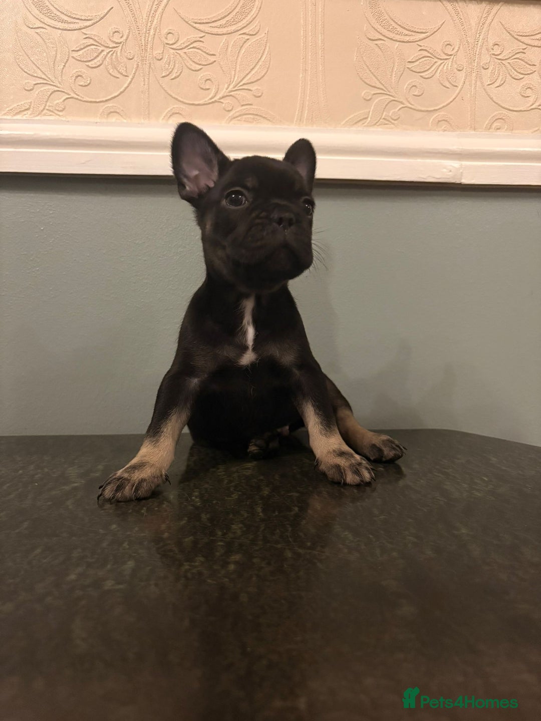 French Bulldog dogs for sale: Stunning French bulldog puppies  - Advert 8