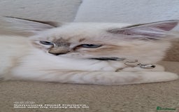 Ragdoll cats for sale: Beautiful Ragdolls by Liga in Manchester - Image 14