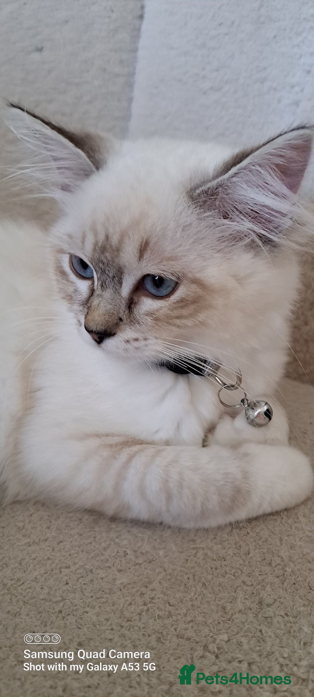 Ragdoll cats for sale: Beautiful Ragdolls by Liga in Manchester - Image 14