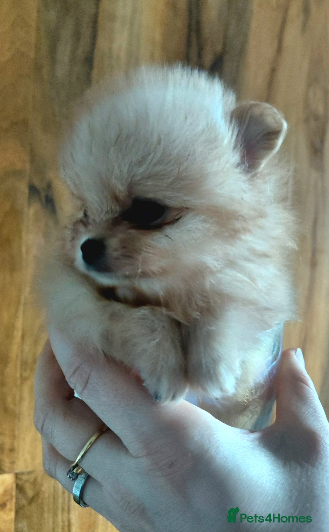 Pomeranian dogs for sale: Pomeranian puppies  - Advert 32