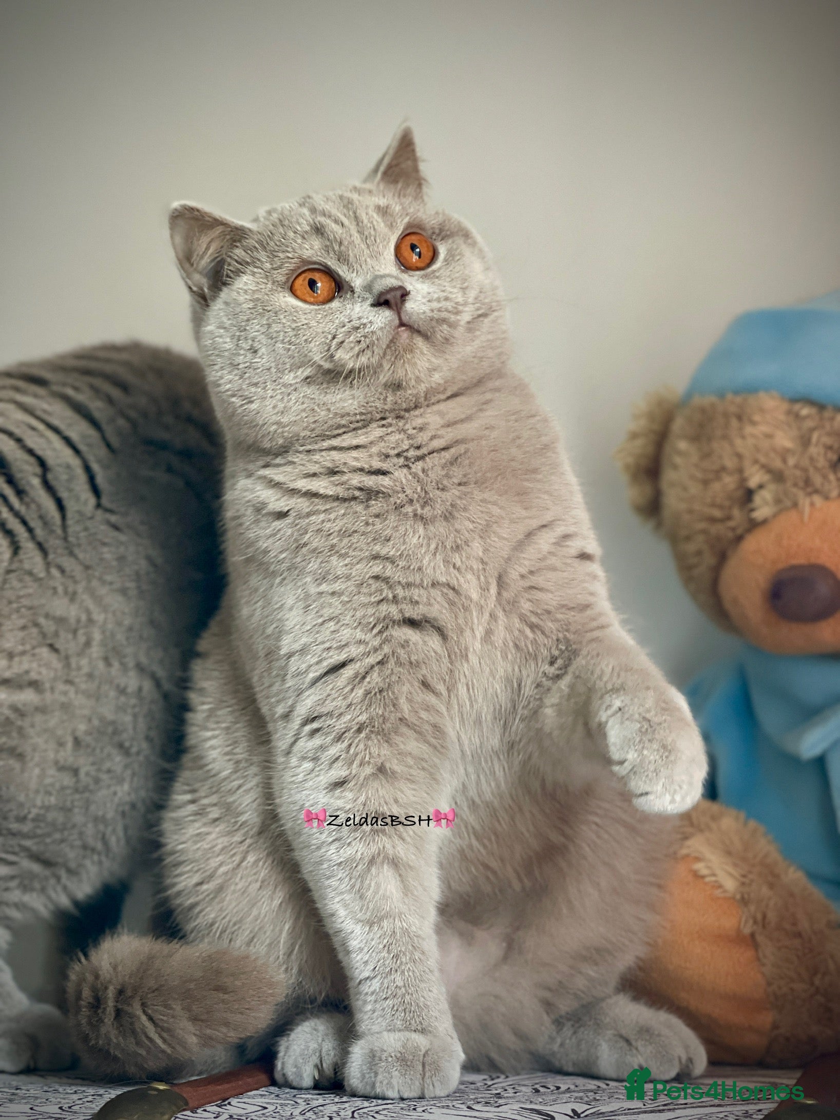 British Shorthair cats 💕Beautiful BSH lilac girl💕 - Advert 18