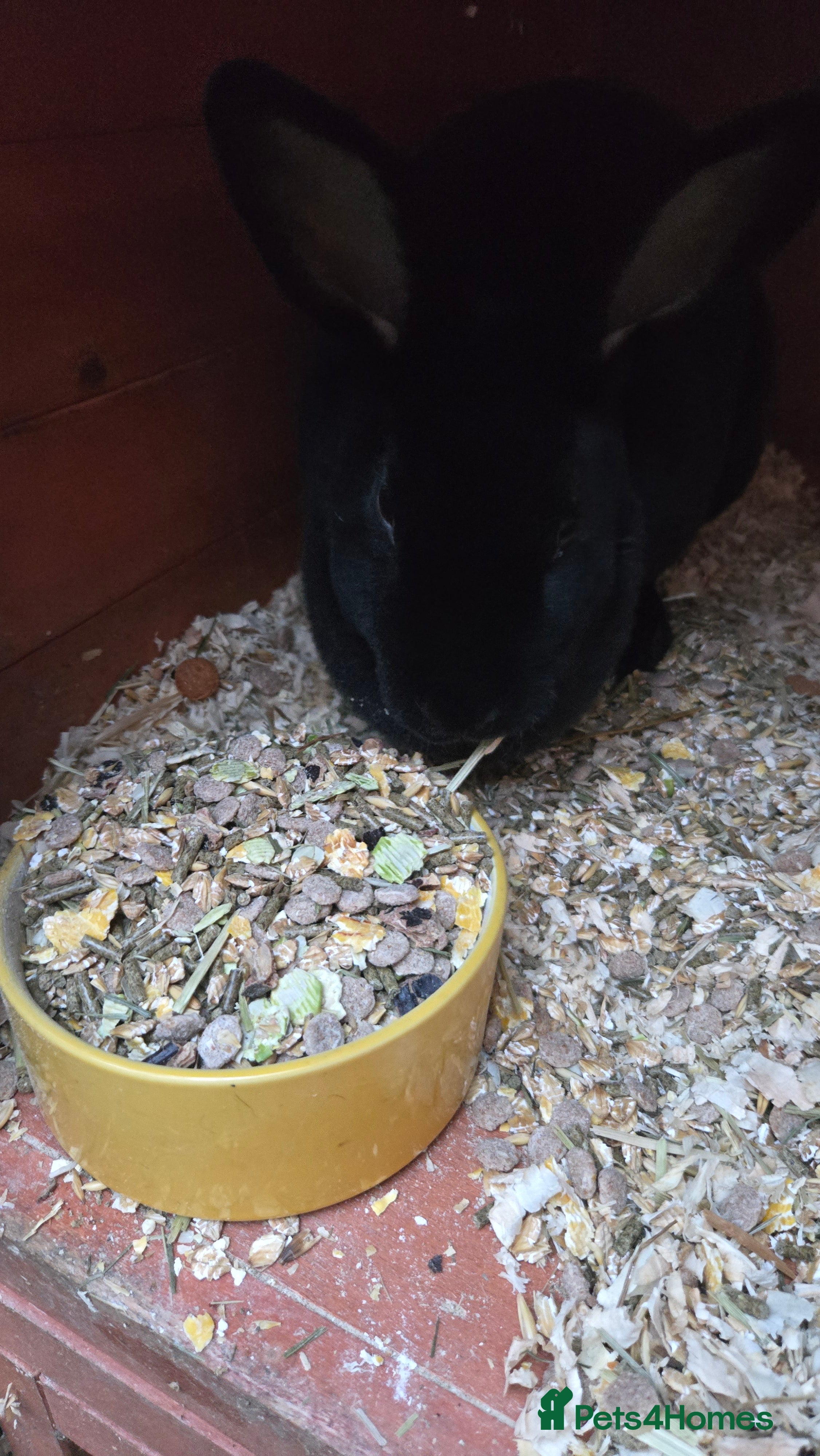 Rex rabbits 2 sisters looking for a new home  - Advert 4