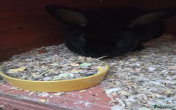 Rex rabbits for sale: 2 sisters looking for a new home  - Image 1
