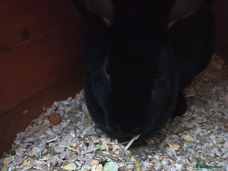 Rex rabbits - Advert 1