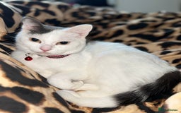 Domestic Shorthair cats for sale: 2x female domestic shorthair kittens - Image 10