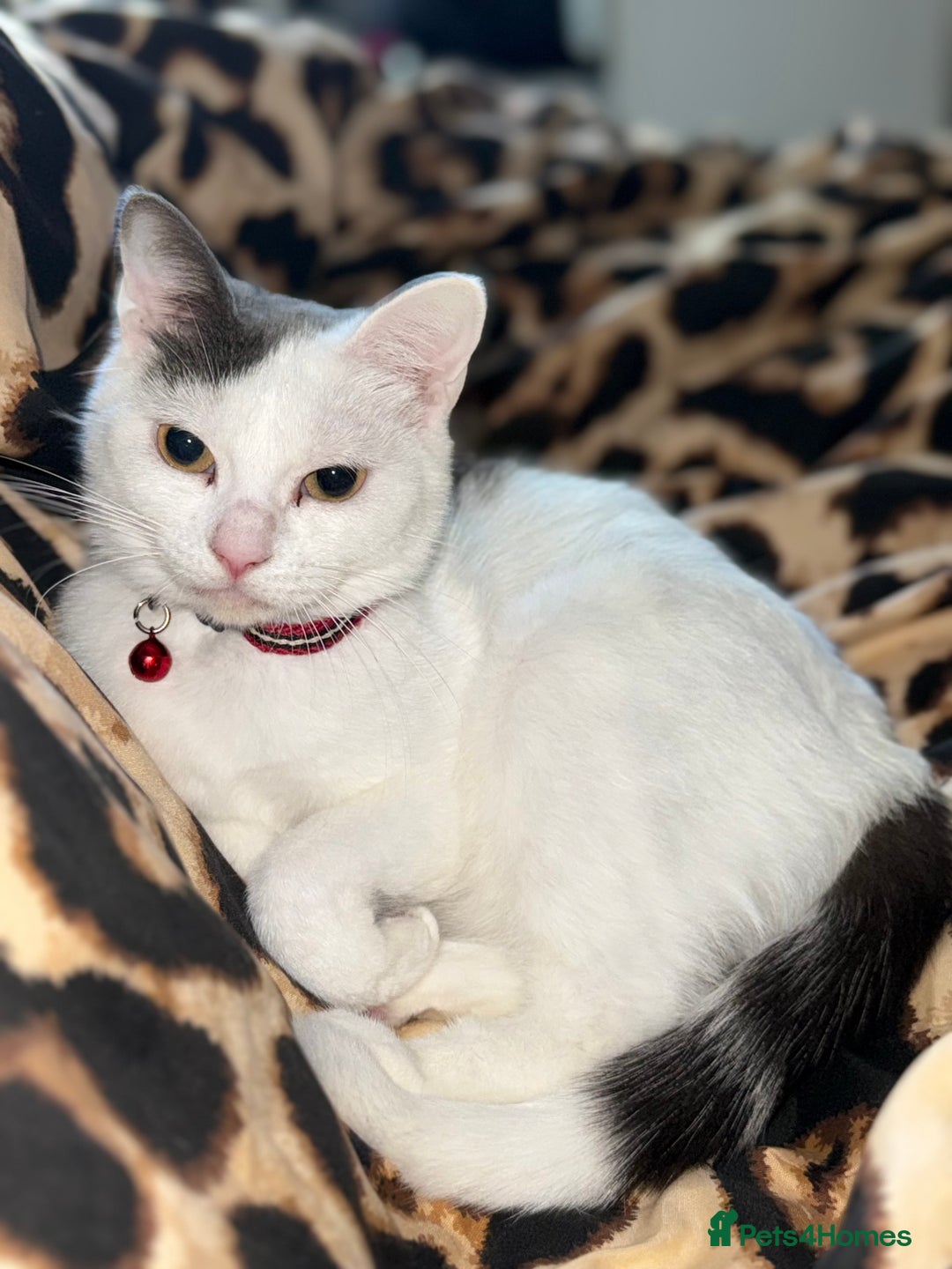 Domestic Shorthair cats for sale: 2x female domestic shorthair kittens - Image 10