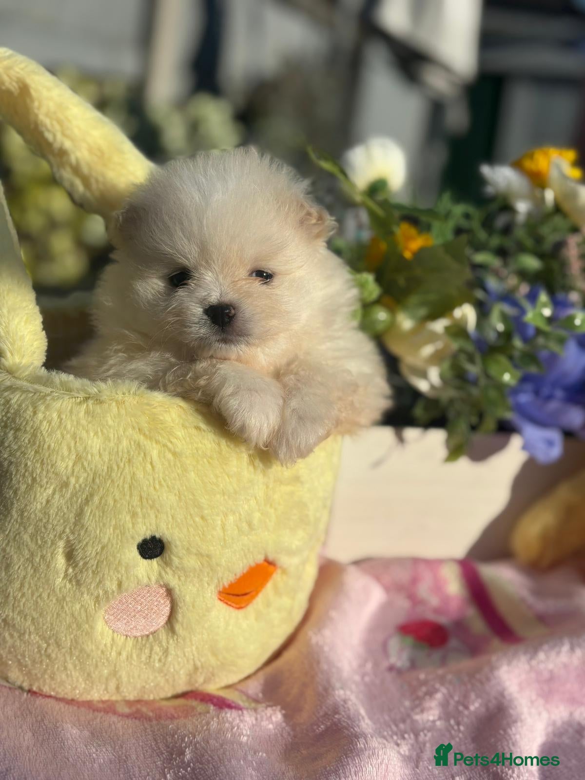 Pomeranian dogs Pomeranian puppies XS teddy face 🐶pure pedigree  - Advert 2