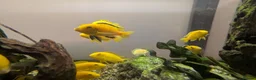 Cichlids fish for sale: Malawi cichlids  in Kendal - Advert 1