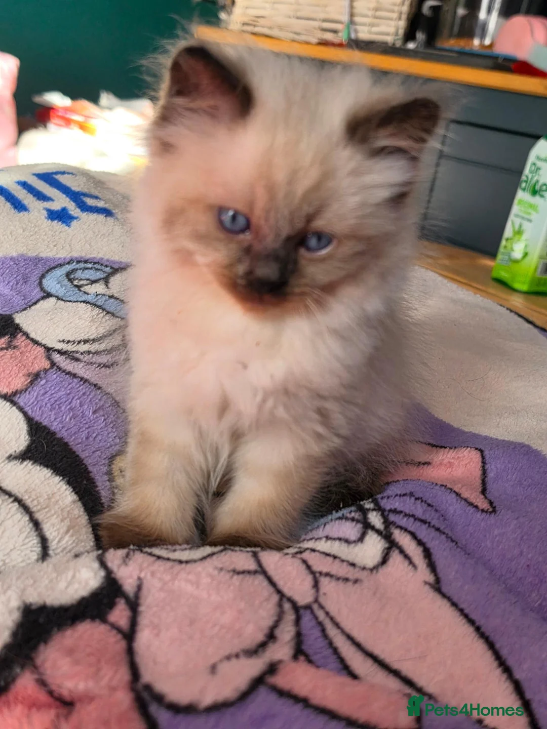 Mixed Breed cats for sale: 🐾  Bengdoll Kittens Bengal mum Ragdoll dad - Advert 2