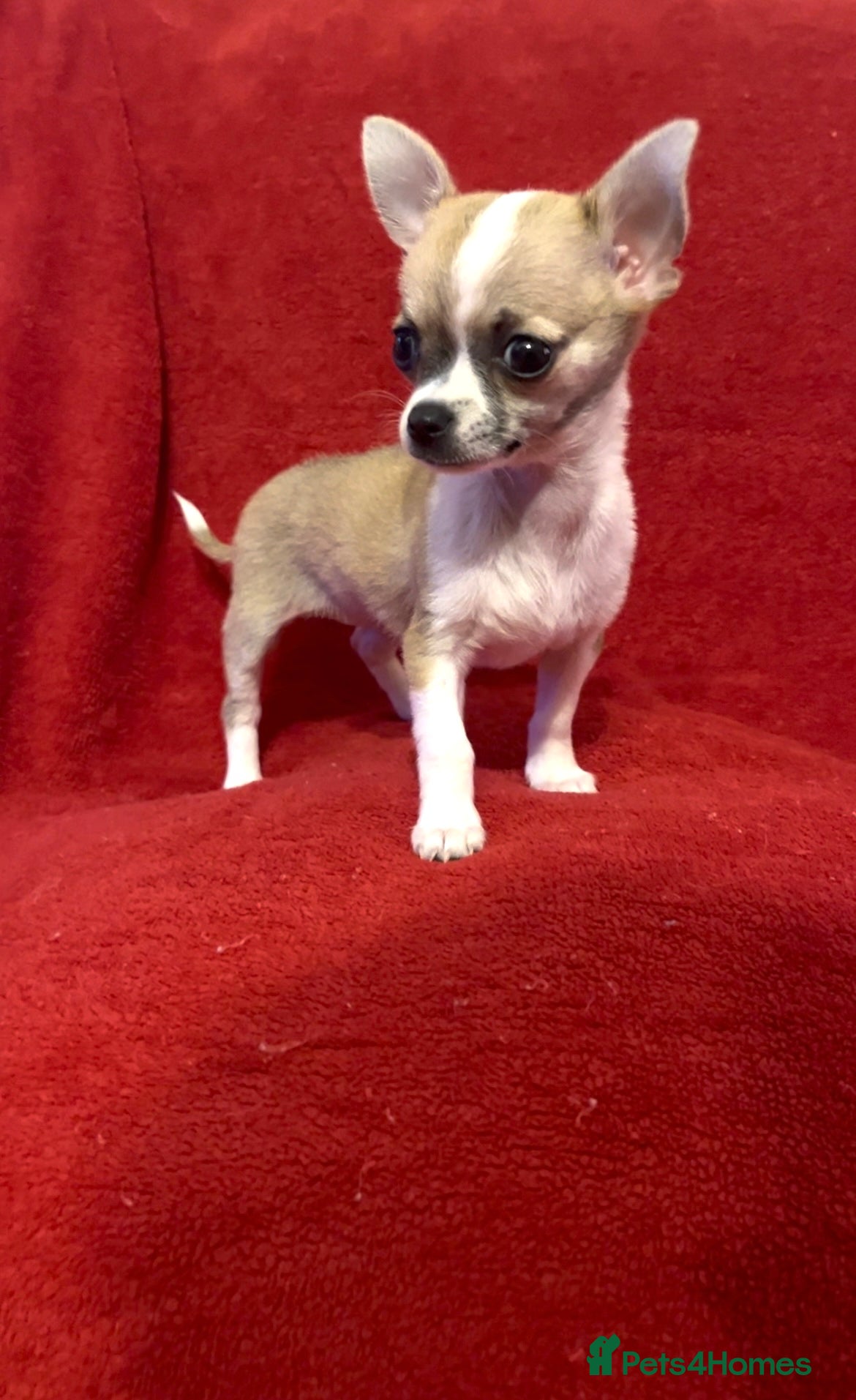 Chihuahua dogs Chihuahua Puppy - Advert 17