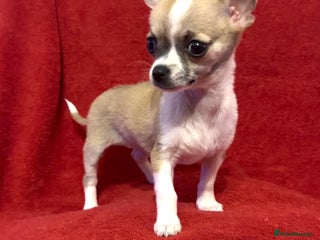 Chihuahua dogs Chihuahua Puppy - Advert 2