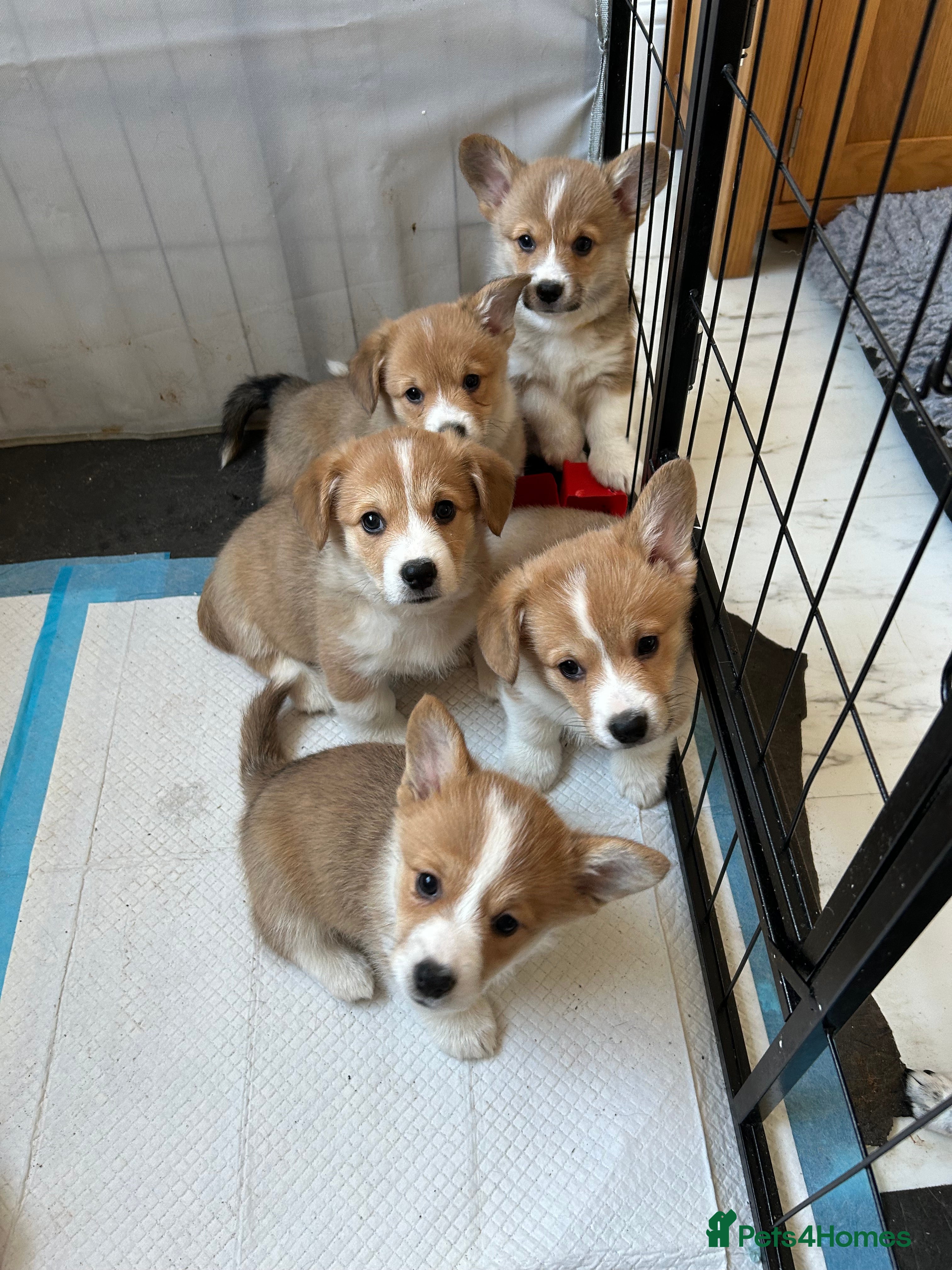 Welsh Corgi Pembroke dogs  Quality, Beautiful Cuddly Puppies. - Advert 6