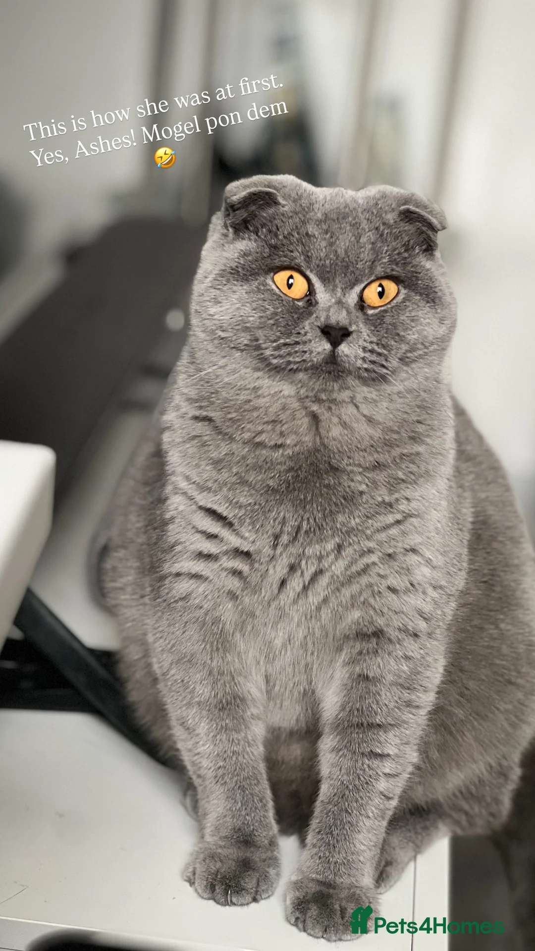 British Shorthair cats for stud: Looking for Stud service that can come to my queen - Advert 2