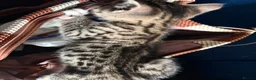 Mixed Breed cats for sale: Bengal x girl left ready 28th - Advert 3