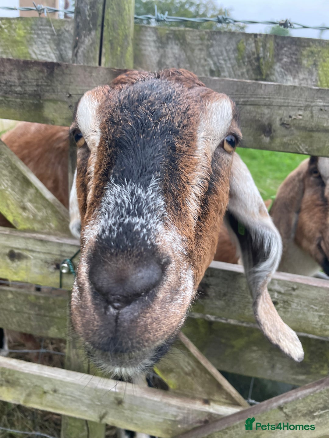 Goats livestock for sale: two angolo-Nubian goats  - Image 4