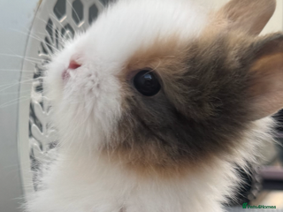 Lionhead rabbits - Advert 6