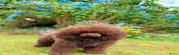 Cockapoo dogs for sale: Stunning F1B little girls looking for 5 star homes in Coventry - Advert 2
