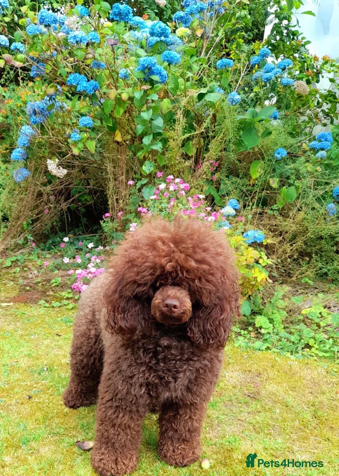 Cockapoo dogs for sale: Stunning F1B little girls looking for 5 star homes in Coventry - Advert 2