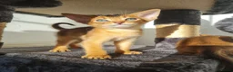 Abyssinian cats for sale: LAST TWO BOYS,champion line Abyssinian kittens🎖 - Advert 9