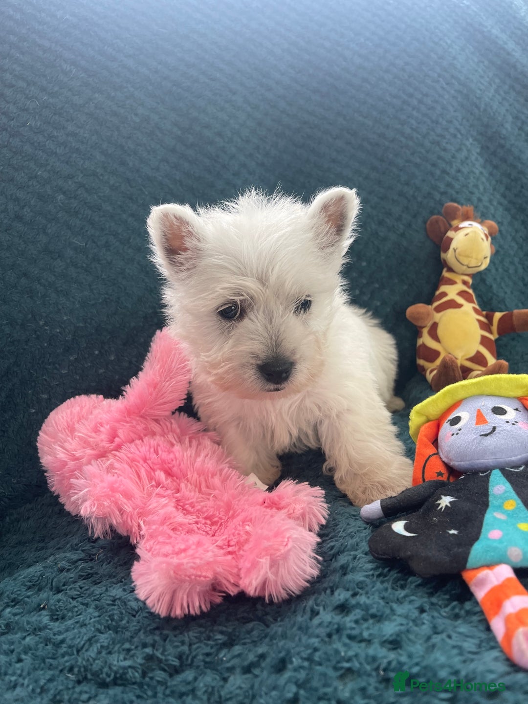 West Highland Terrier dogs for sale: KC registered west highland white puppues - Image 4