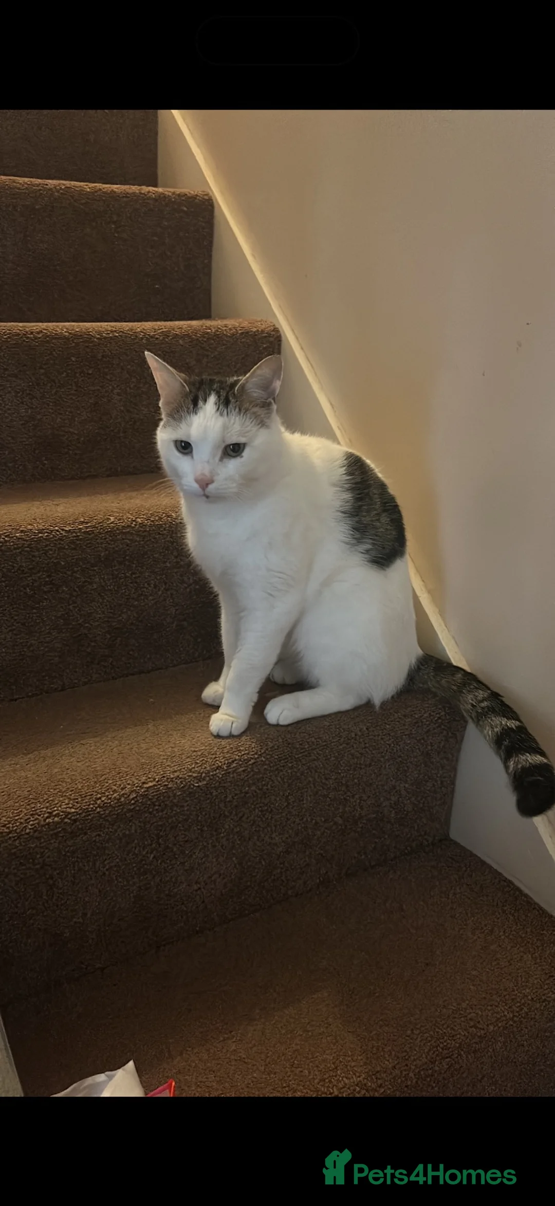 Mixed Breed cats for sale: White male cat  in Basingstoke - Advert 2