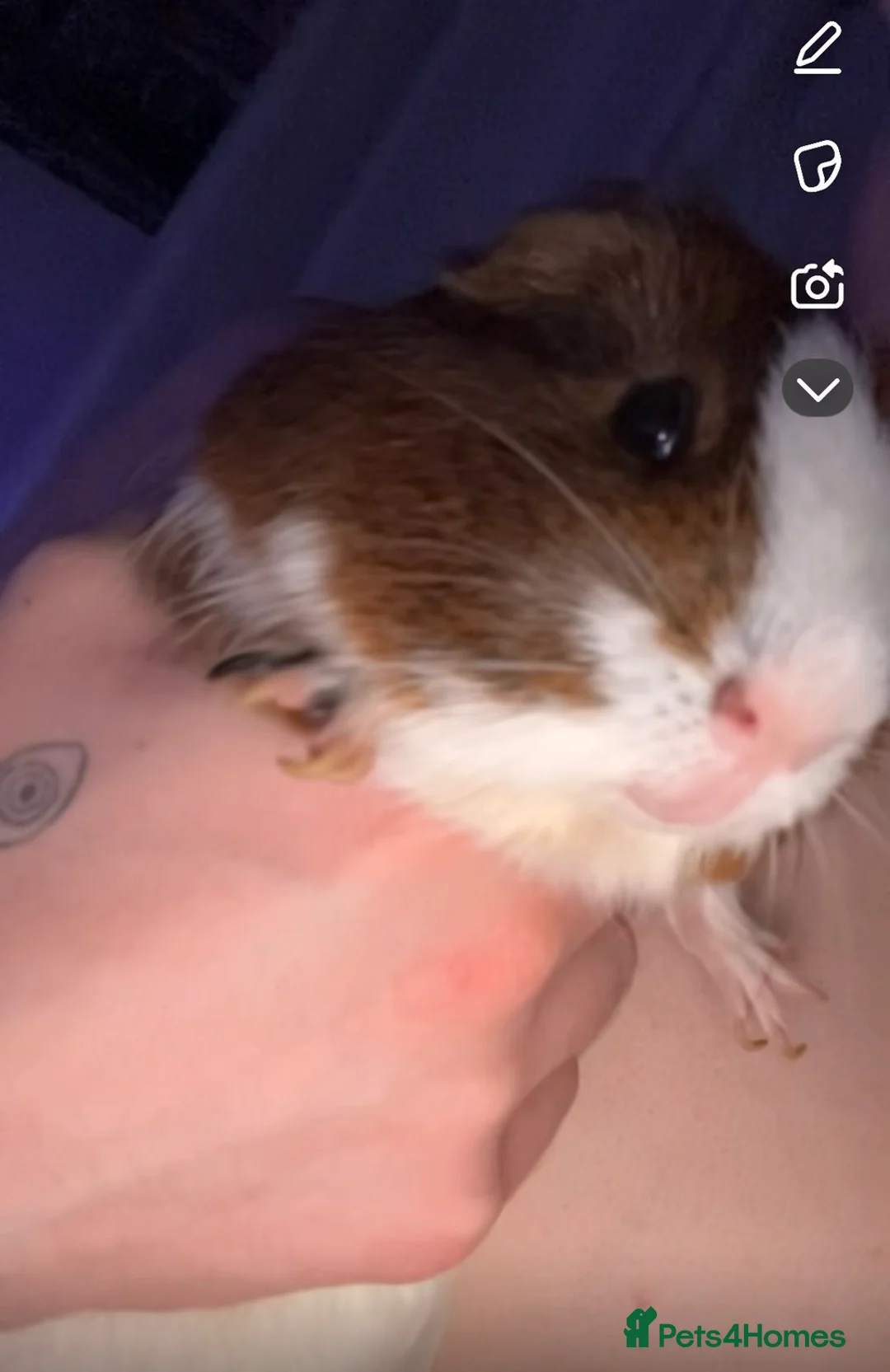 Guinea Pig rodents for sale: nibbles in Ferryhill - Advert 2