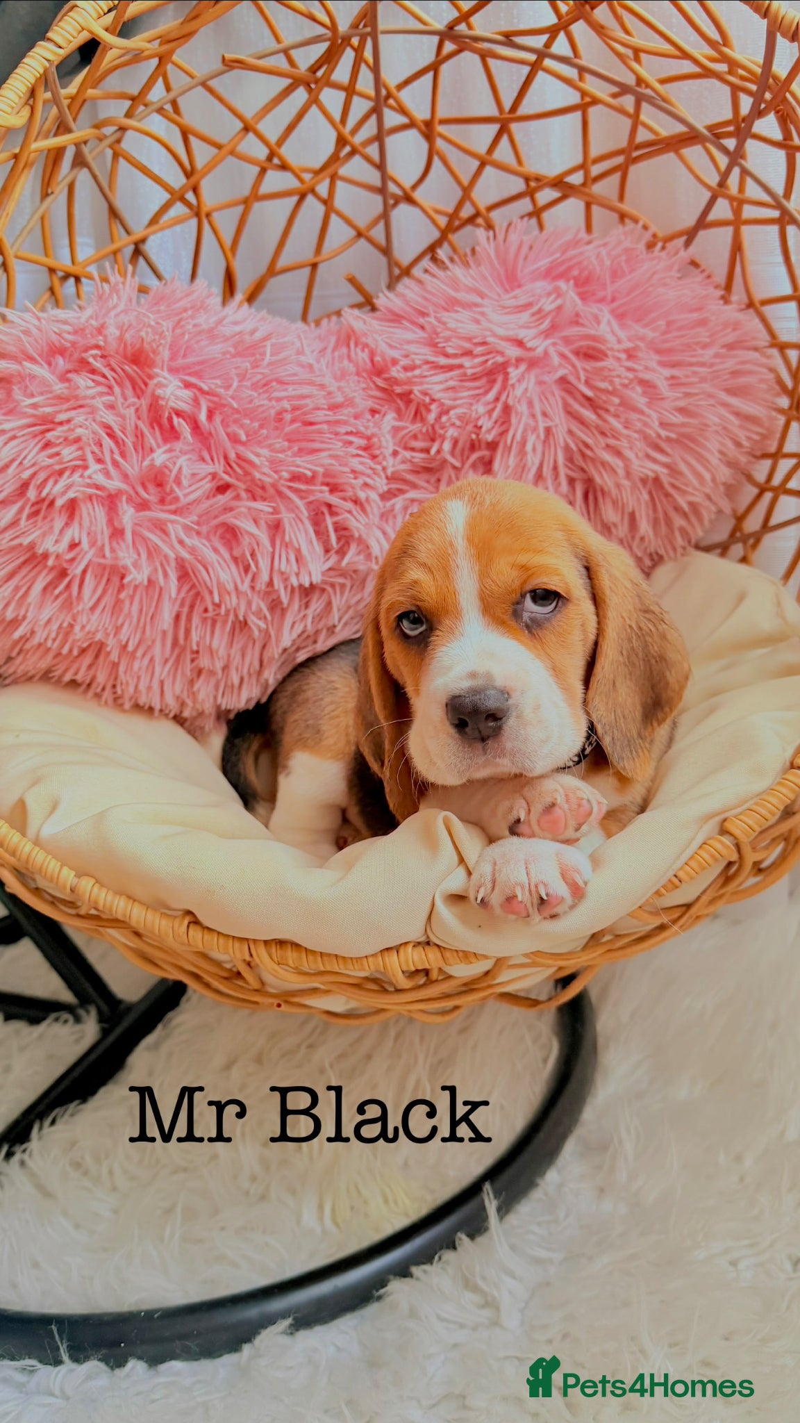Beagle dogs 💞BEAUTIFUL BEAGLE PUPPIES 💞 - Advert 1