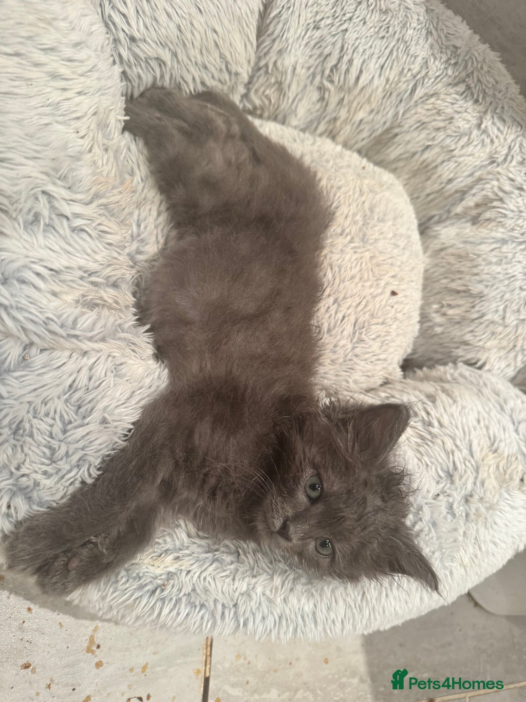 Ragdoll cats for sale: Ragdoll cross Mainecoon kittens  - Image 1