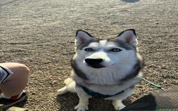 Siberian Husky dogs for sale: Male and female husky  - Image 1