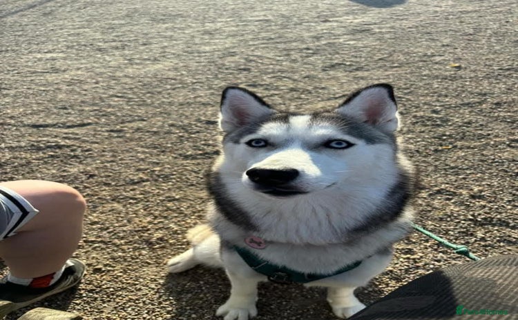 Siberian Husky dogs - Advert 10